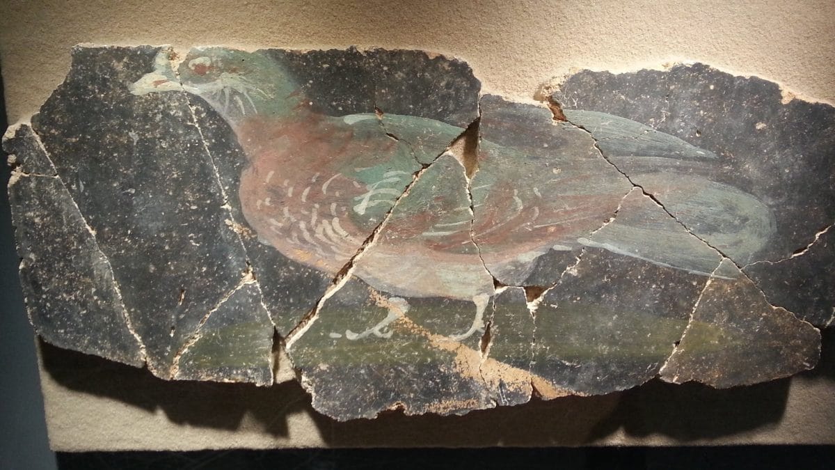 Pieced together fragments of a Roman fresco reveal a polychrome painted pigeon on black surface.